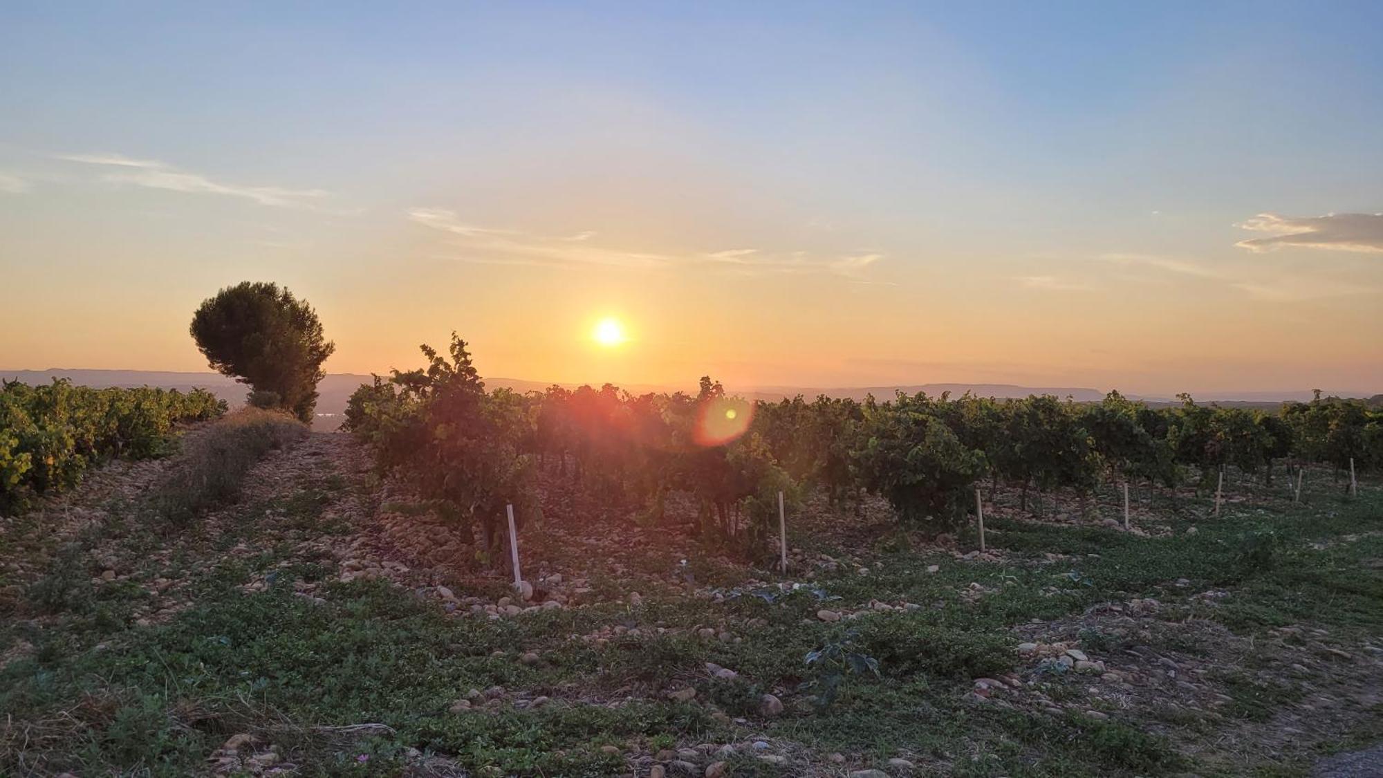 Le Willow Châteauneuf-du-Pape Buitenkant foto