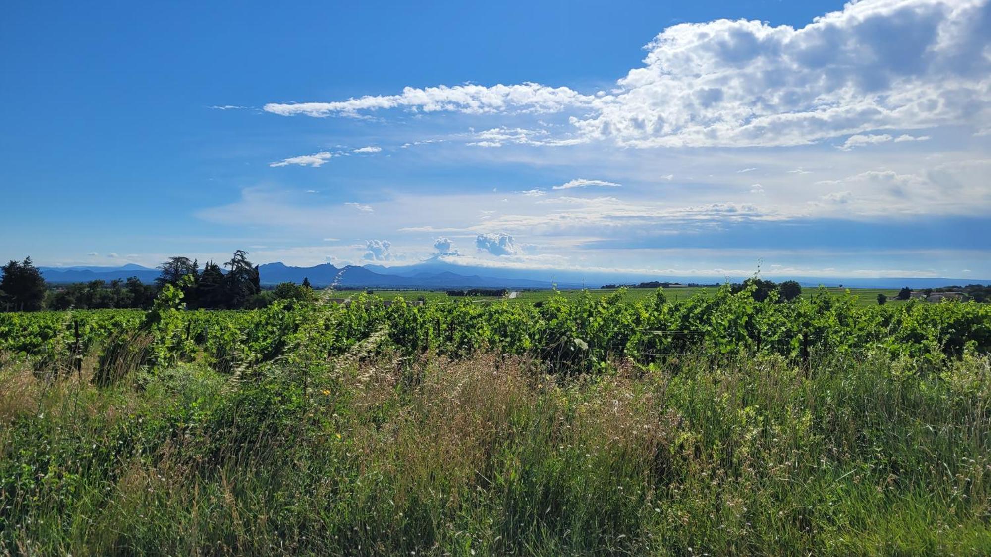 Le Willow Châteauneuf-du-Pape Buitenkant foto
